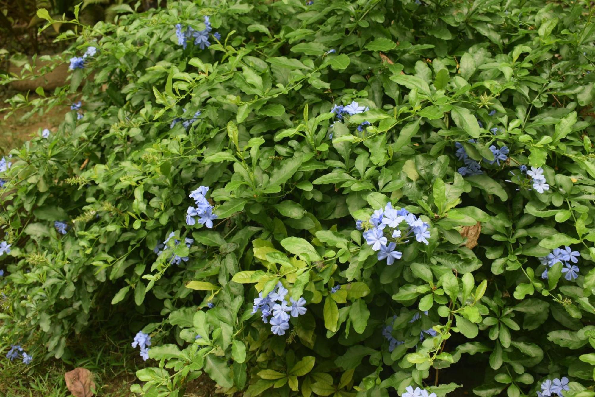 Namaya Nature Kandy Eksteriør bilde